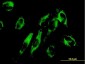 NNT Antibody (monoclonal) (M01)