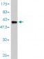 NNT Antibody (monoclonal) (M01)