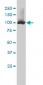 NNT Antibody (monoclonal) (M01)