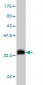 NODAL Antibody (monoclonal) (M03)