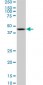 NODAL Antibody (monoclonal) (M03)