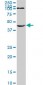 NODAL Antibody (monoclonal) (M03)