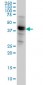 NODAL Antibody (monoclonal) (M05)