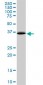 NODAL Antibody (monoclonal) (M05)