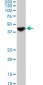 NODAL Antibody (monoclonal) (M05)