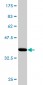 NOLC1 Antibody (monoclonal) (M01)