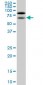 NOLC1 Antibody (monoclonal) (M01)