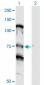 NOLC1 Antibody (monoclonal) (M01)