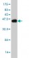 NOLC1 Antibody (monoclonal) (M02)