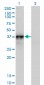 NOV Antibody (monoclonal) (M01)