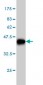NOVA1 Antibody (monoclonal) (M07)