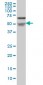 NOVA1 Antibody (monoclonal) (M07)