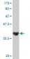 NOVA1 Antibody (monoclonal) (M10)