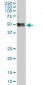 NOVA1 Antibody (monoclonal) (M10)