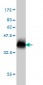 NPC1 Antibody (monoclonal) (M02)