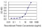 NPM1 Antibody (monoclonal) (M01)