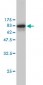 NPM1 Antibody (monoclonal) (M01)