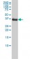 NPM1 Antibody (monoclonal) (M01)