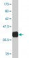 NPY Antibody (monoclonal) (M01)