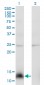 NPY Antibody (monoclonal) (M01)