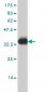 NPY1R Antibody (monoclonal) (M03)