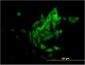 NQO1 Antibody (monoclonal) (M01)