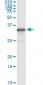 NQO1 Antibody (monoclonal) (M01)