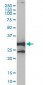 NQO1 Antibody (monoclonal) (M01)