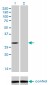 NQO1 Antibody (monoclonal) (M01)