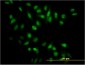 NR0B1 Antibody (monoclonal) (M03)