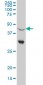 NR0B1 Antibody (monoclonal) (M03)