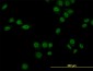 NR1D1 Antibody (monoclonal) (M02)