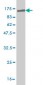 NR1D1 Antibody (monoclonal) (M02)