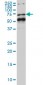 NR1D1 Antibody (monoclonal) (M02)