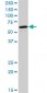 NR1D1 Antibody (monoclonal) (M02)