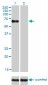 NR1D1 Antibody (monoclonal) (M02)