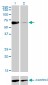 NR1D2 Antibody (monoclonal) (M01)