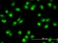 NR1D2 Antibody (monoclonal) (M01)