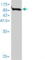 NR1D2 Antibody (monoclonal) (M01)