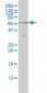 NR1D2 Antibody (monoclonal) (M01)