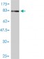 NR1H2 Antibody (monoclonal) (M01)