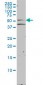 NR1H2 Antibody (monoclonal) (M01)