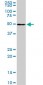 NR1H2 Antibody (monoclonal) (M04)