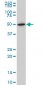 NR1H2 Antibody (monoclonal) (M04)