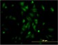 NR1H4 Antibody (monoclonal) (M01)