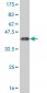 NR1H4 Antibody (monoclonal) (M01)
