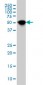 NR1H4 Antibody (monoclonal) (M01)