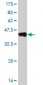 NR1H4 Antibody (monoclonal) (M02)
