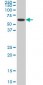 NR1H4 Antibody (monoclonal) (M02)