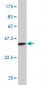 NR2C2 Antibody (monoclonal) (M01)